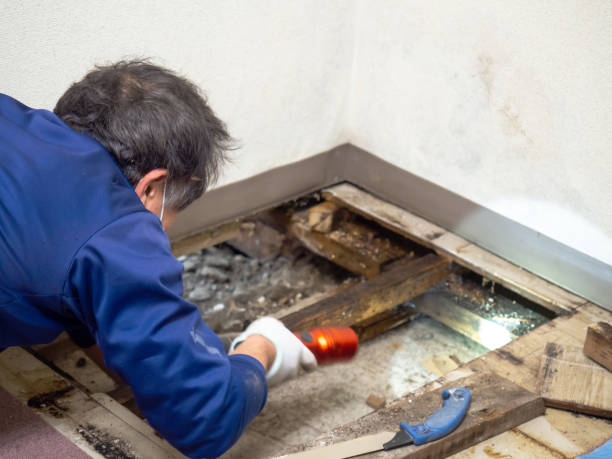 Best Mold Remediation Services  in Comstock Park, MI