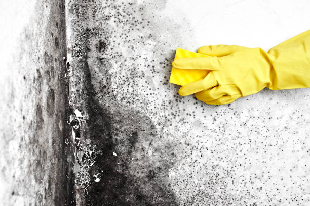 Best Local Mold Removal Service  in Comstock Park, MI