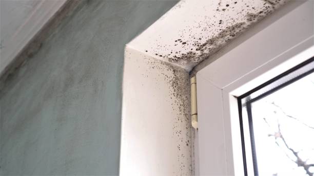 Best Local Mold Removal Service  in Comstock Park, MI