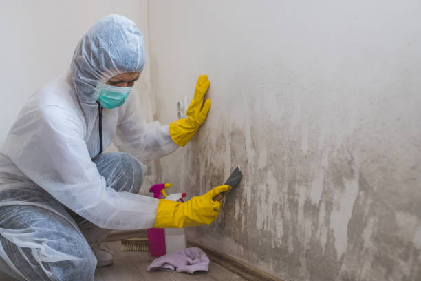 Best Local Mold Removal Service  in Comstock Park, MI