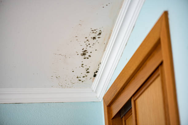 Best Mold Damage Repair  in Comstock Park, MI