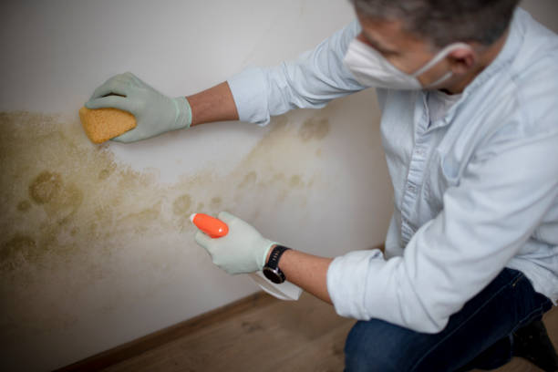 Best Same-Day Mold Removal  in Comstock Park, MI