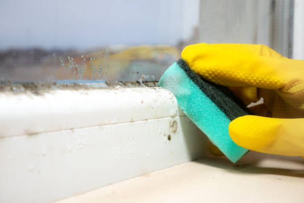 Best Crawl Space Mold Removal  in Comstock Park, MI