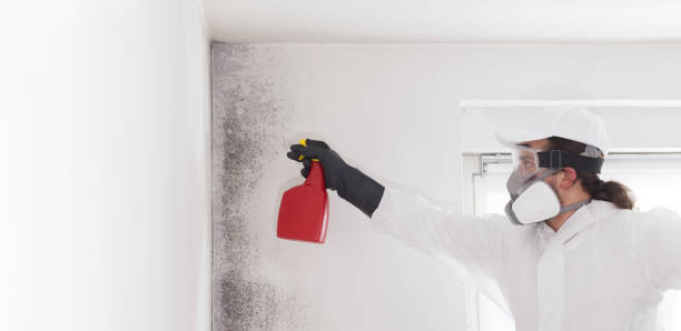 Home Mold Removal in Comstock Park, MI