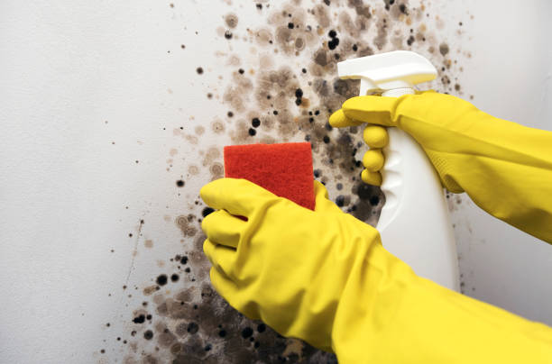 Best Professional Mold Removal  in Comstock Park, MI