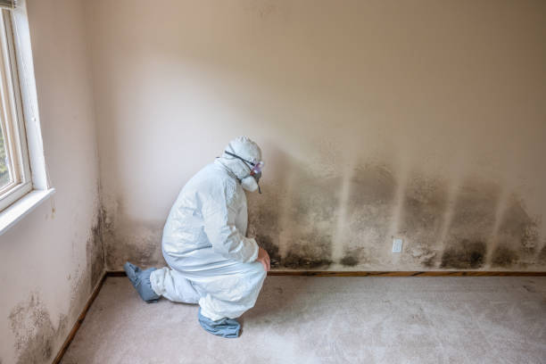 Best Toxic Mold Removal  in Comstock Park, MI