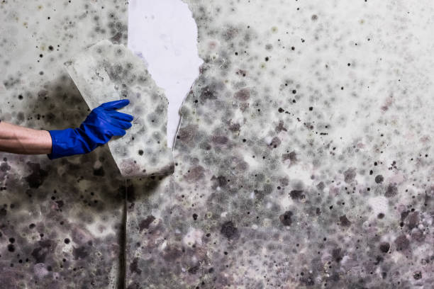 Best Commercial Mold Removal  in Comstock Park, MI