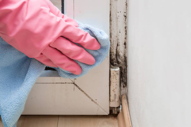 Best Best Mold Removal Companies  in Comstock Park, MI
