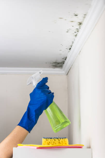 Best Professional Mold Removal  in Comstock Park, MI