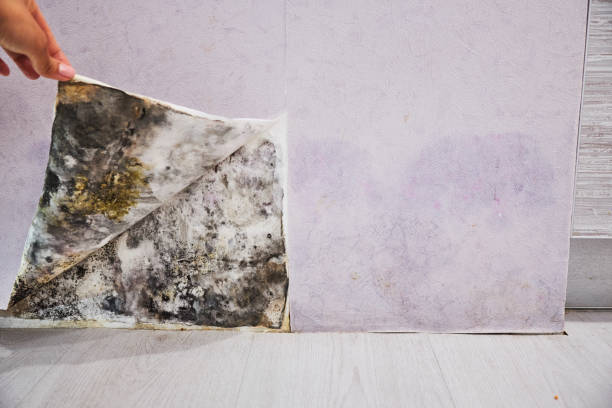 Best Mold Cleaning Services  in Comstock Park, MI